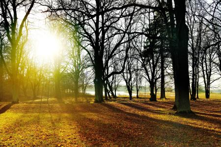 skog soluppgång