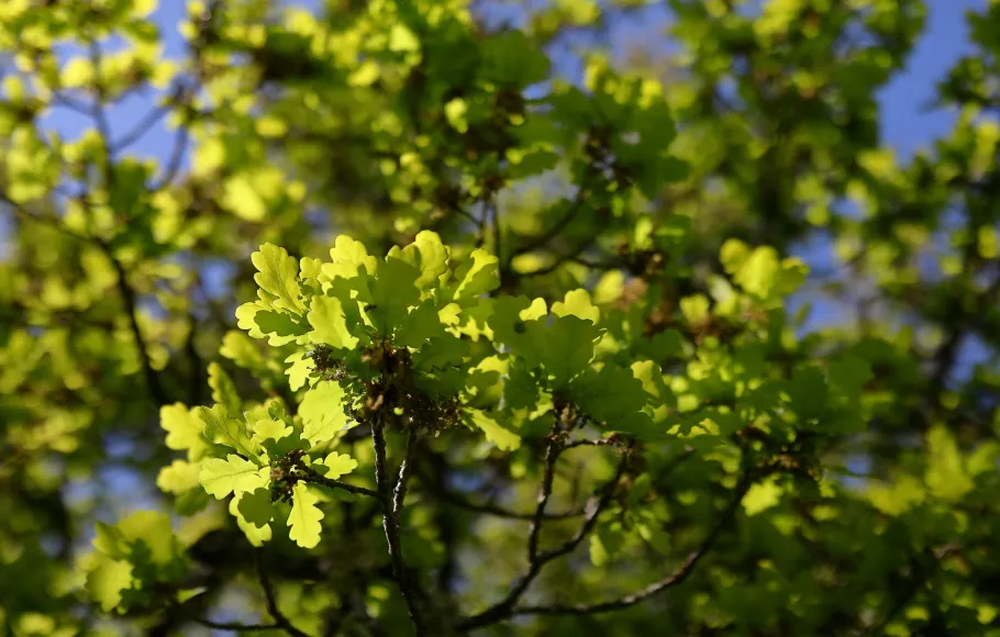 Kvinnobehandling Blentarp